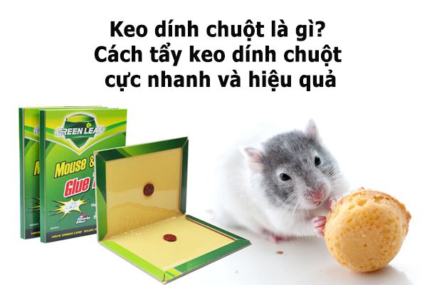 Keo dính chuột là gì? Cách tẩy keo dính chuột cực nhanh và hiệu quả