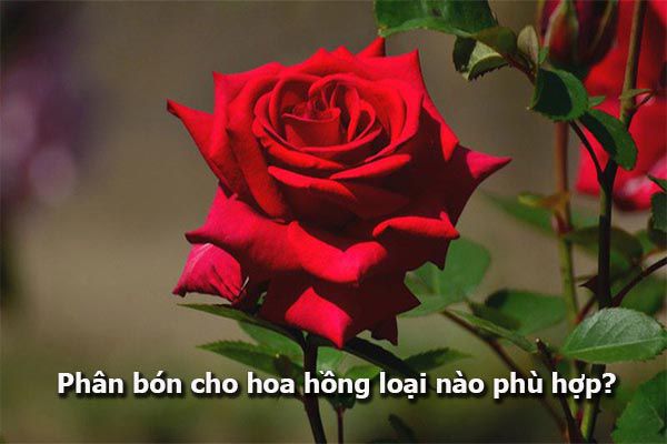 Phân bón cho hoa hồng loại nào phù hợp?
