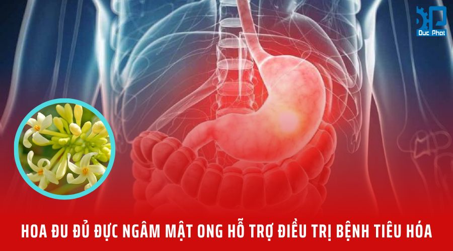 Tác Dụng Của Hoa Đu Đủ Đực Ngâm Mật Ong Không Phải Ai Cũng Biết