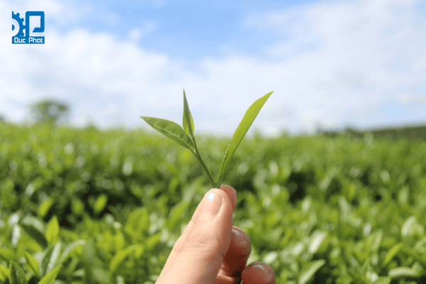 Chọn lọc và xử lý nguyên liệu Chọn lọc và xử lý nguyên liệu
